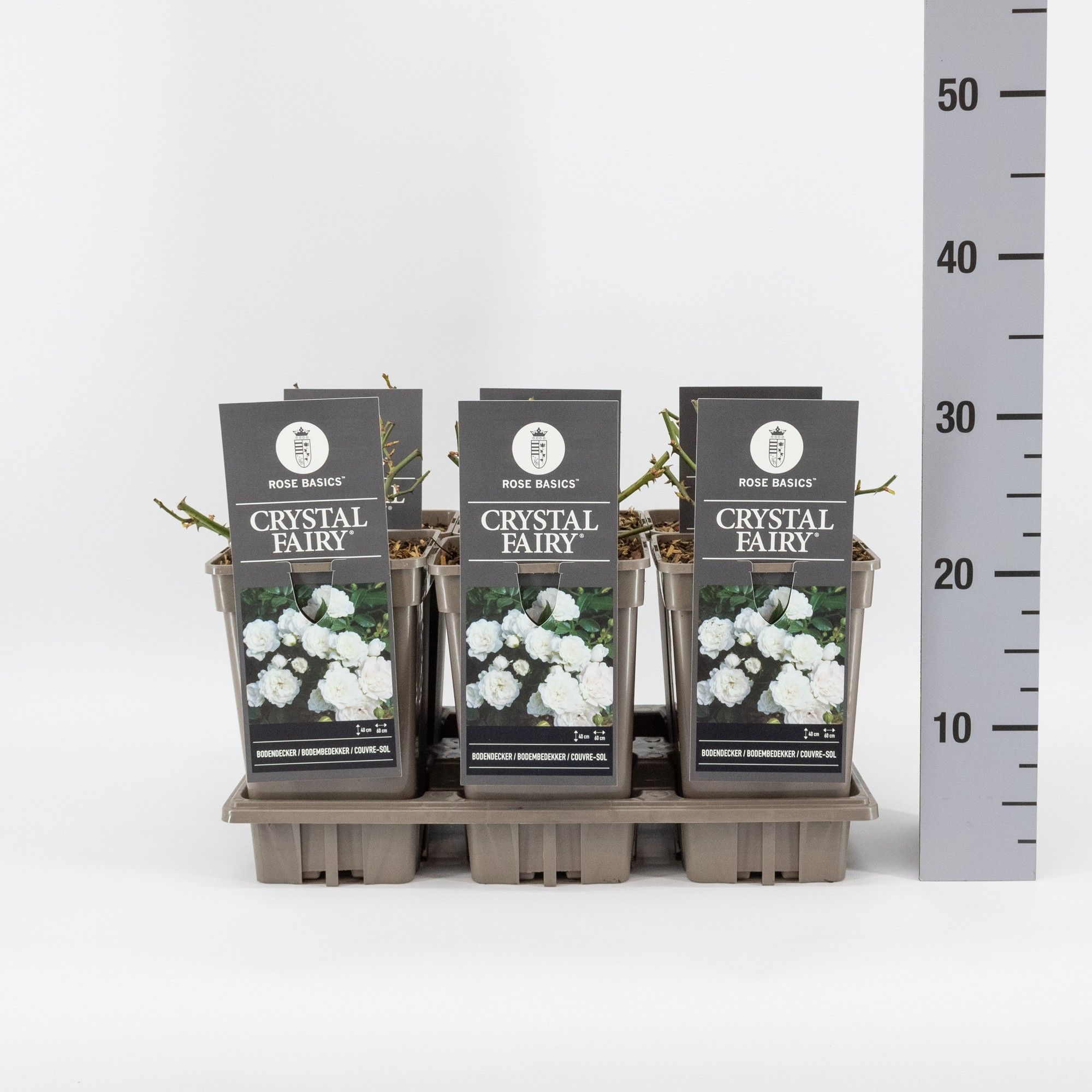 Rosa (P) Crystal Fairy ®, C3, D 17 cm