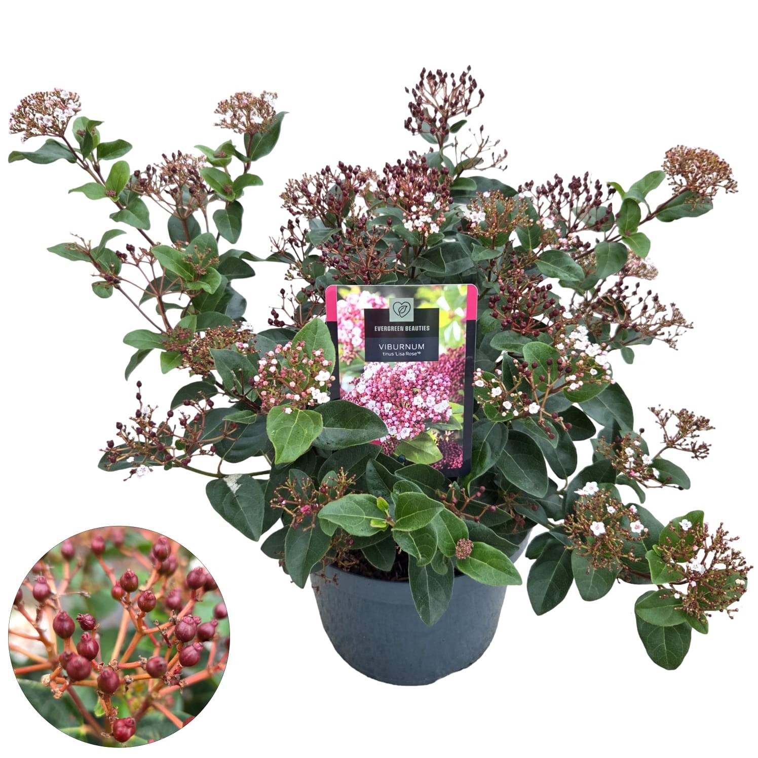 Viburnum tinus 'Lisa Rose' ®, D 26 cm