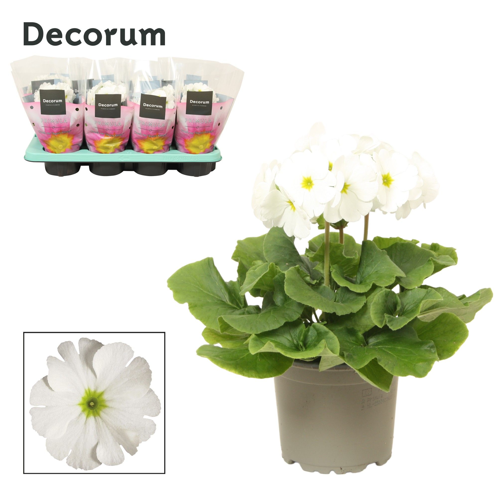 Primula 'Touch Me' White | Decorum, D 12