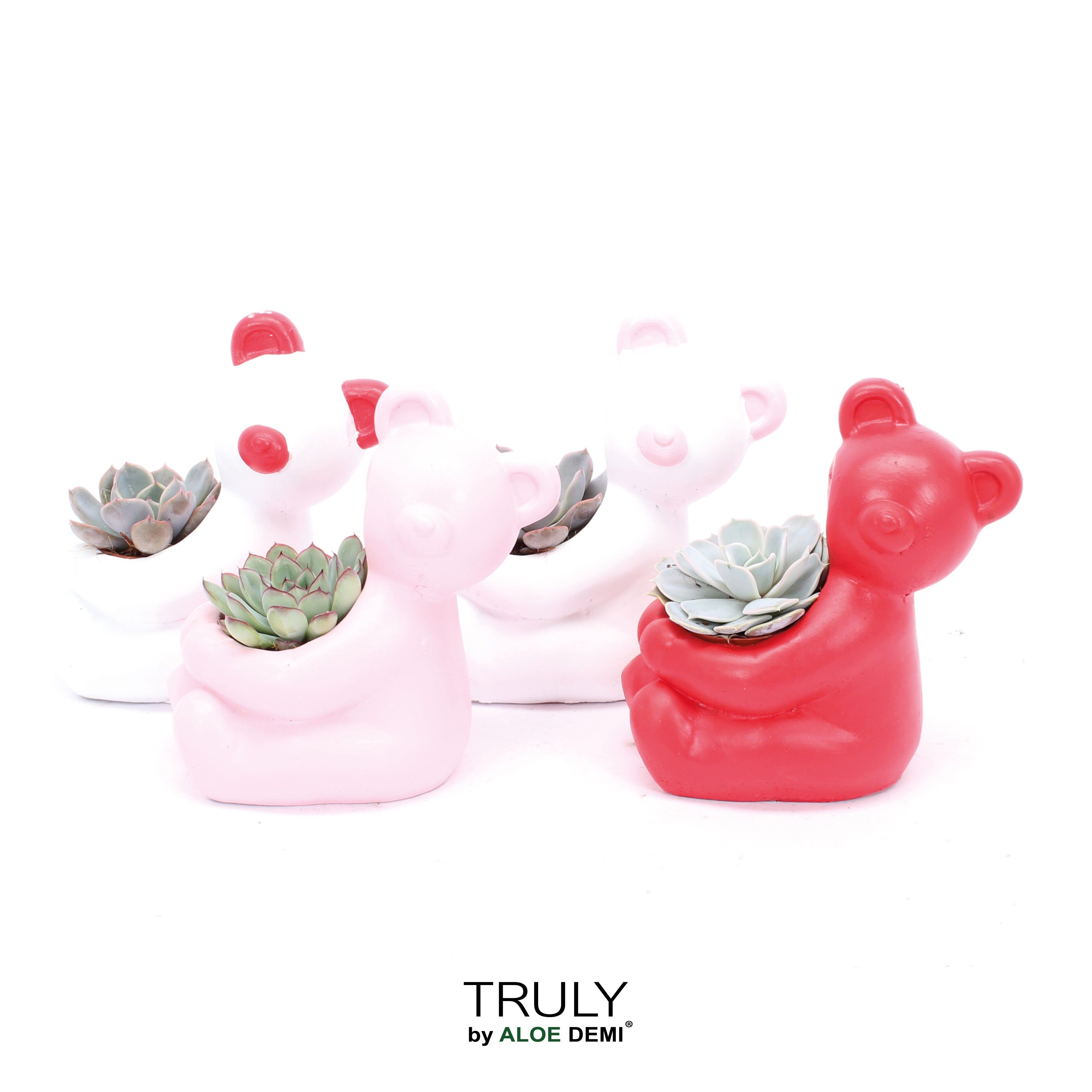 TRULY Echeveria, Bear, D 14