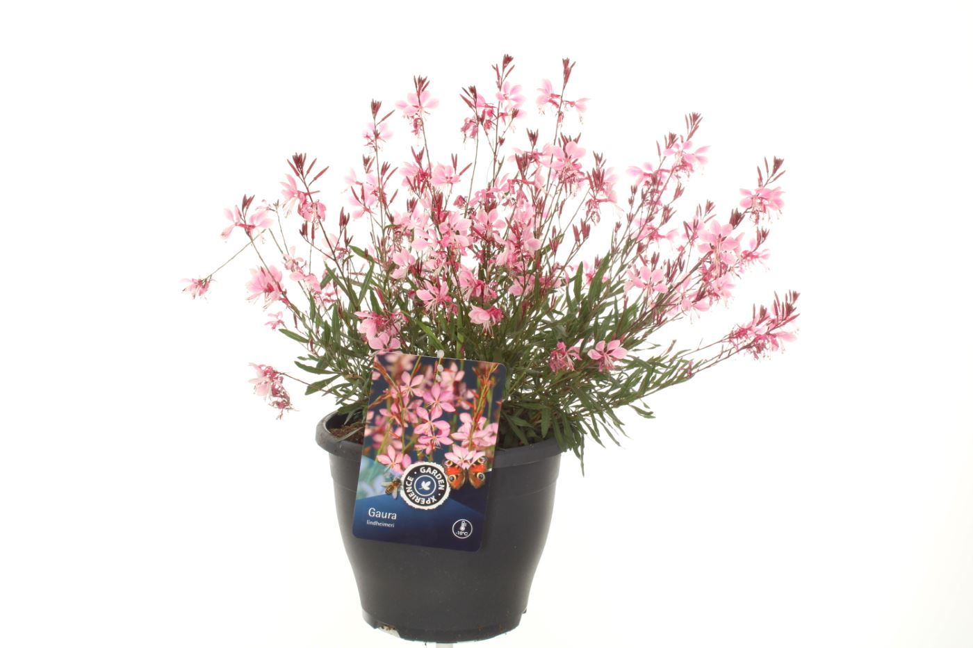 Gaura lind. Geyser Pink, D 23