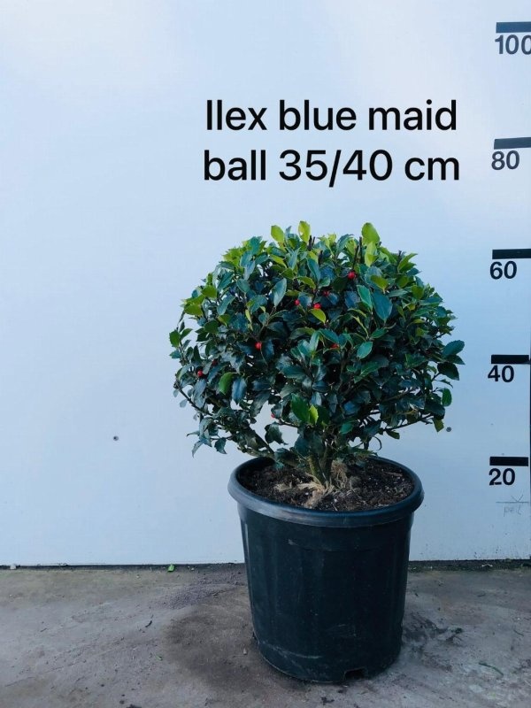 Ilex meserv. Blue Maid, D 35