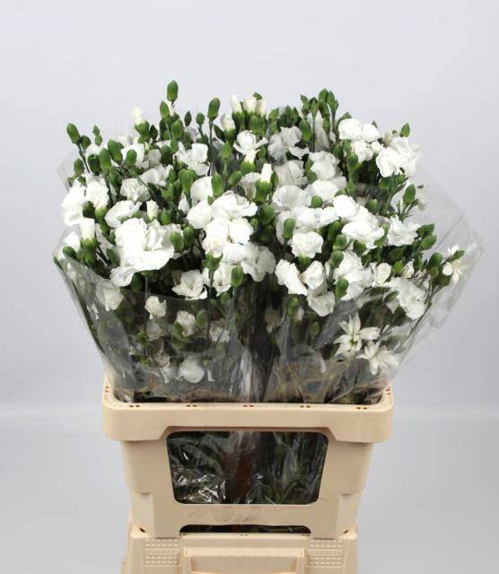 Диантус куст. Соломио Лекс, шт.