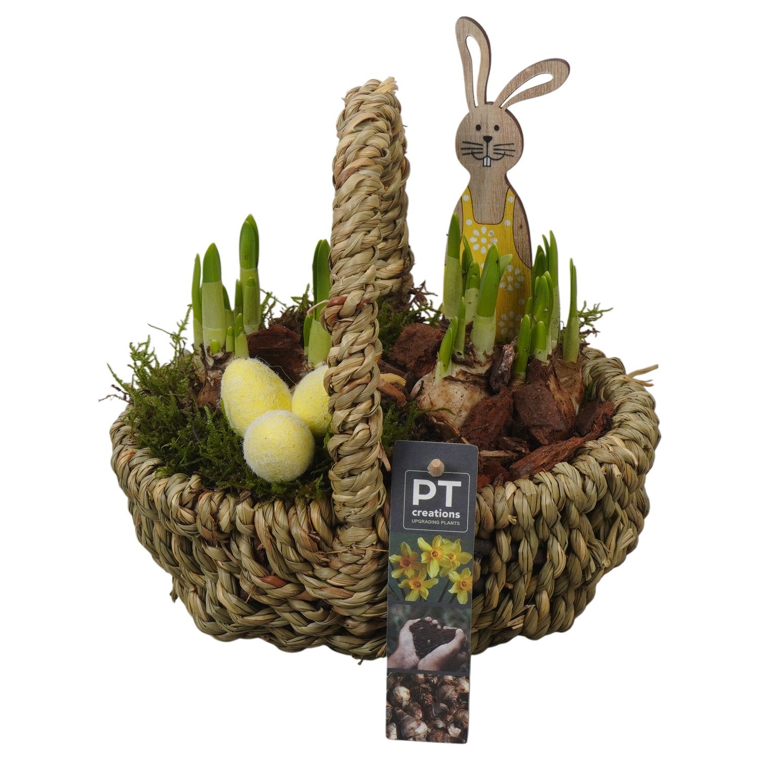 PTNP4547 Arrangement Narcissus Easter in rieten mand, D 20
