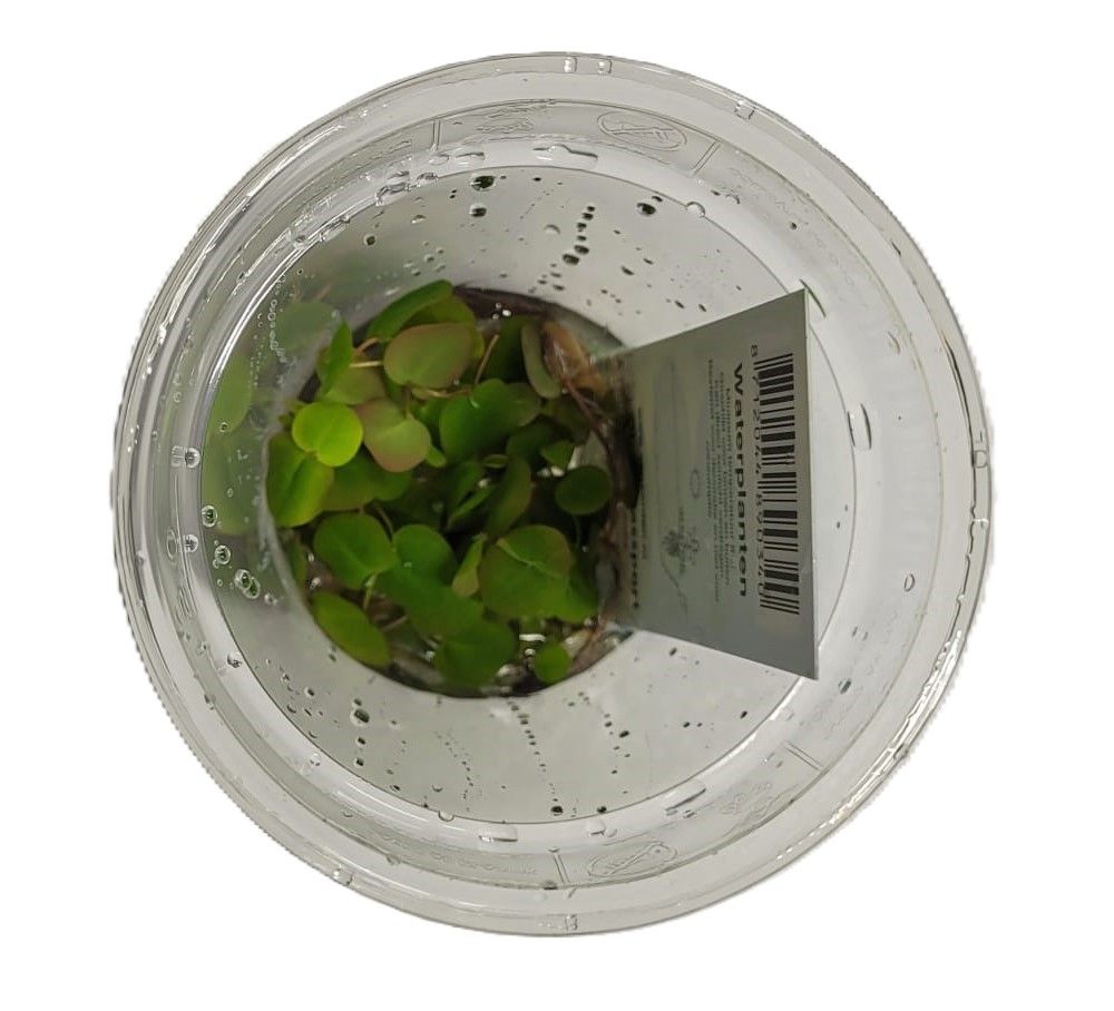 212 - phylanthus fluitans, D 9