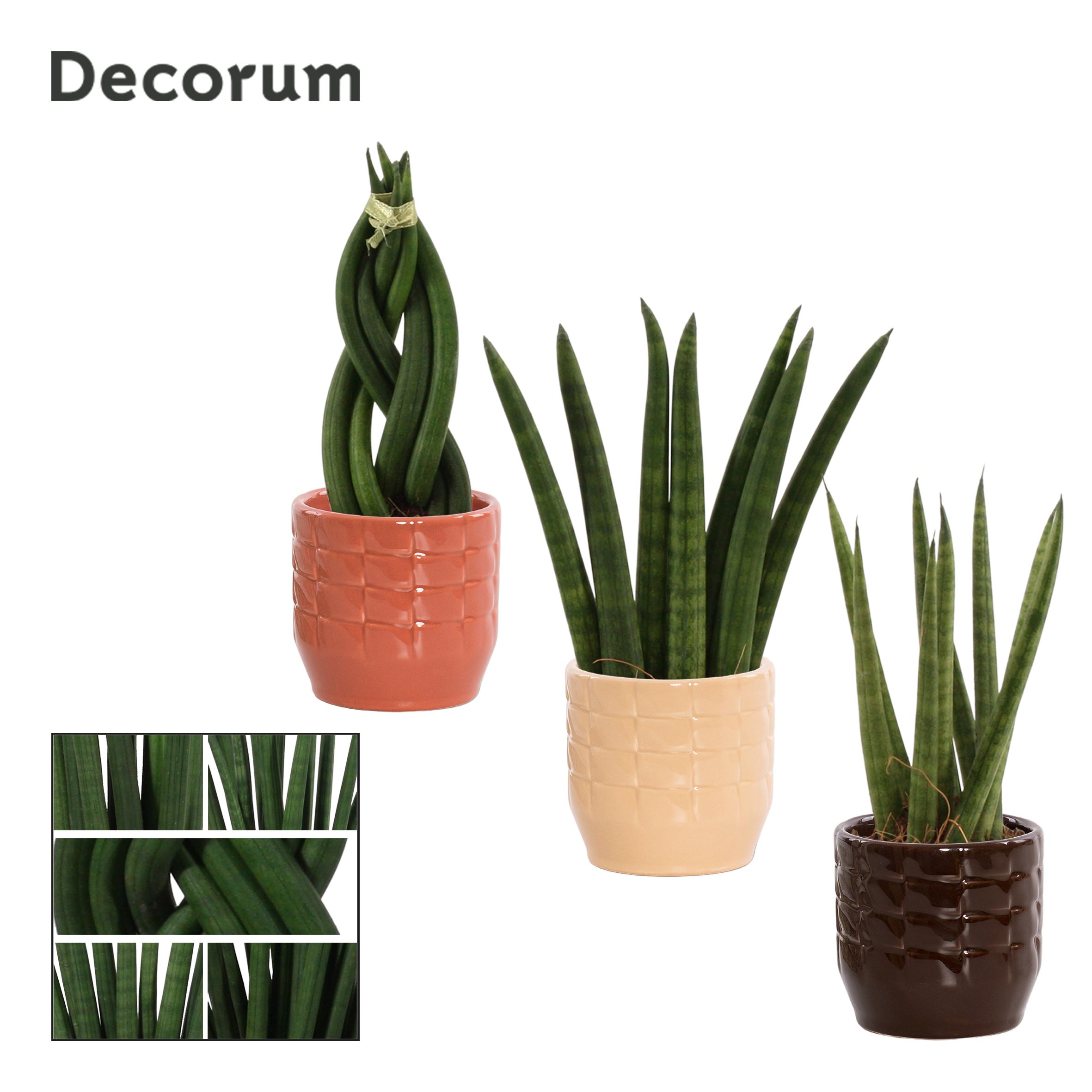 Sansevieria Cylindrica 6 cm Mix in Sanne (Nature Love-collection, D 6