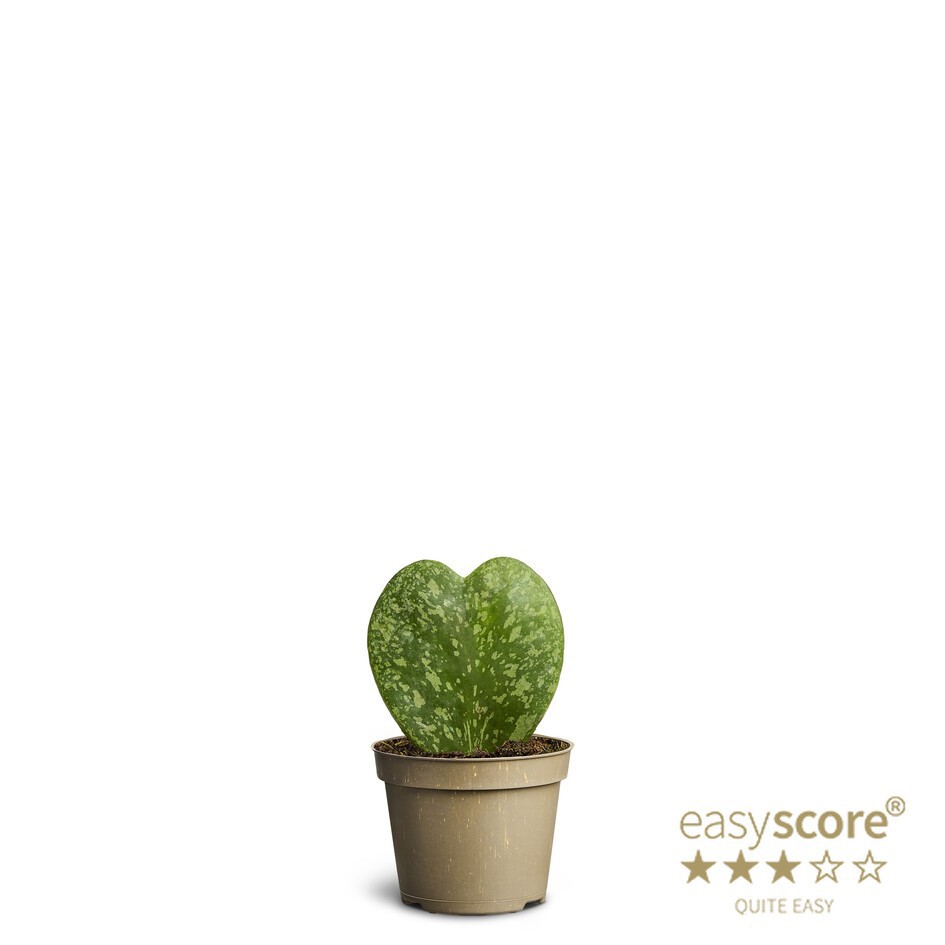 HOYA KERRII 'Splash', D 6 cm