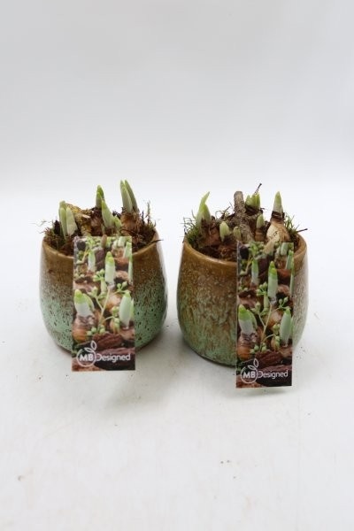 Narcis, luxe keramiek rond S; mix, D 11