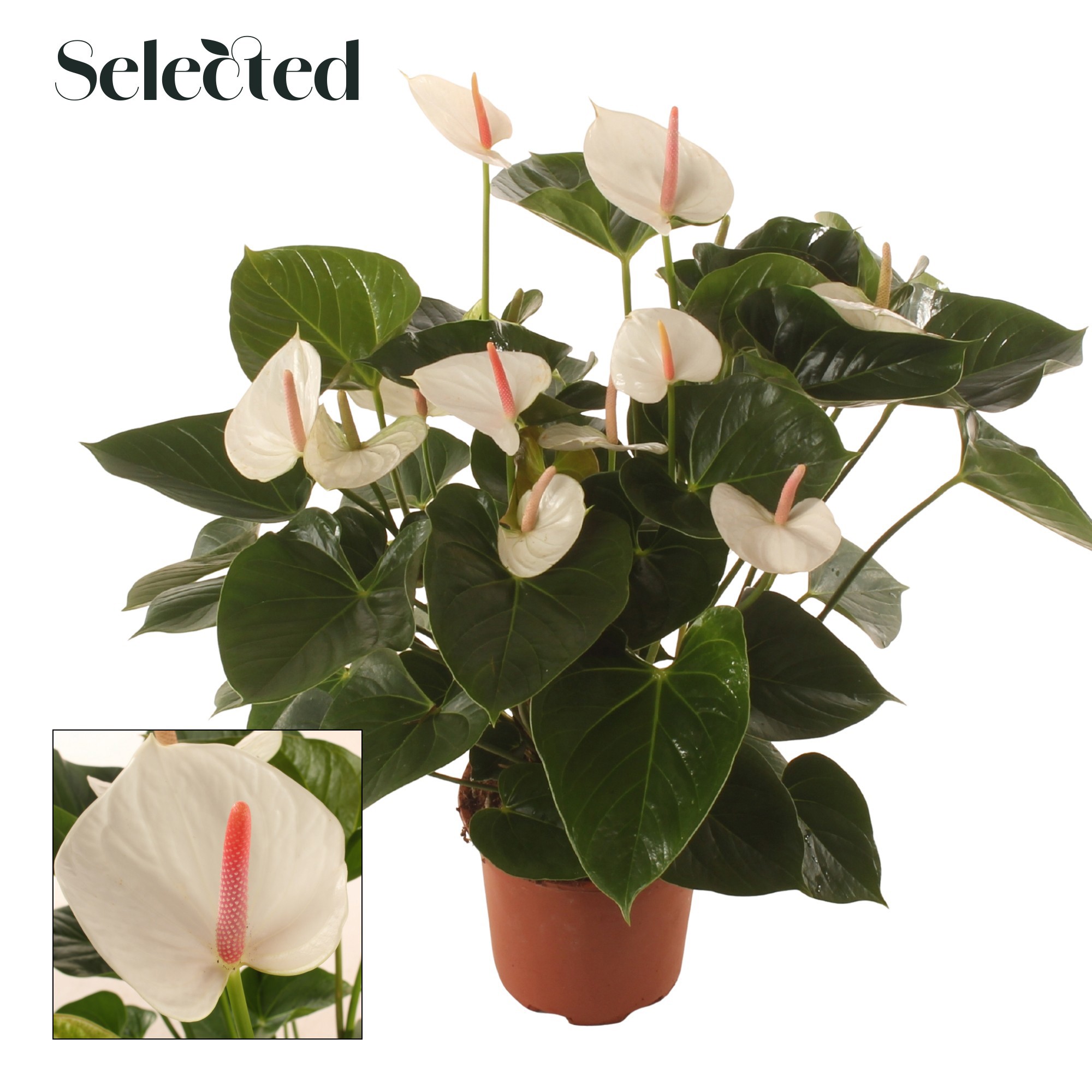 Anth. Success White P17 Selected, D 17