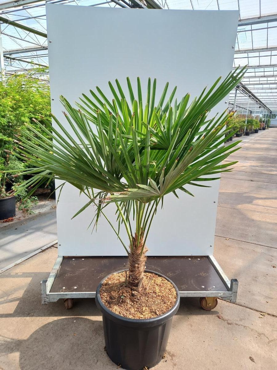 Trachycarpus fortunei, D 60