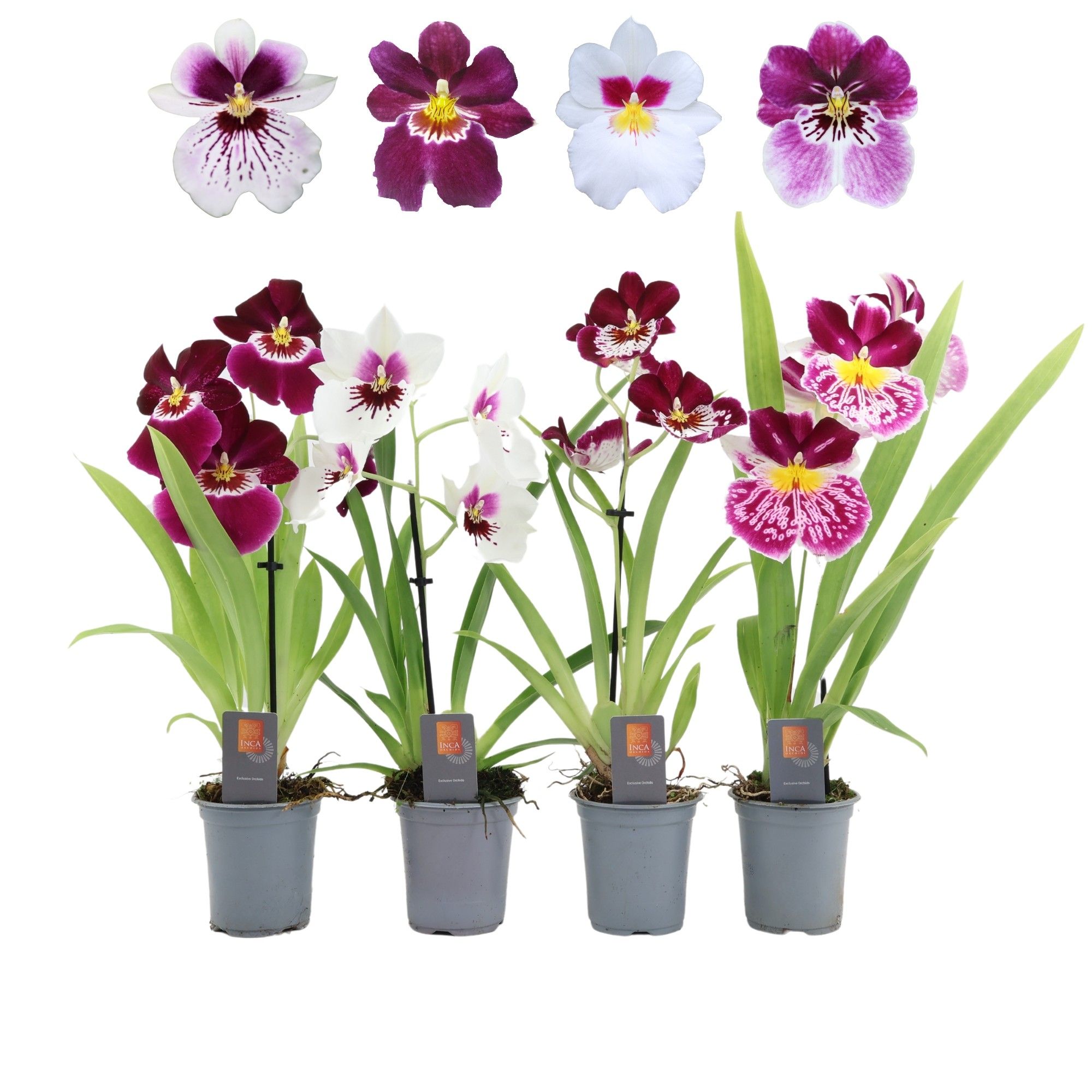 Inca Miltoniopsis mix 9cm 1 spike, D 9 cm