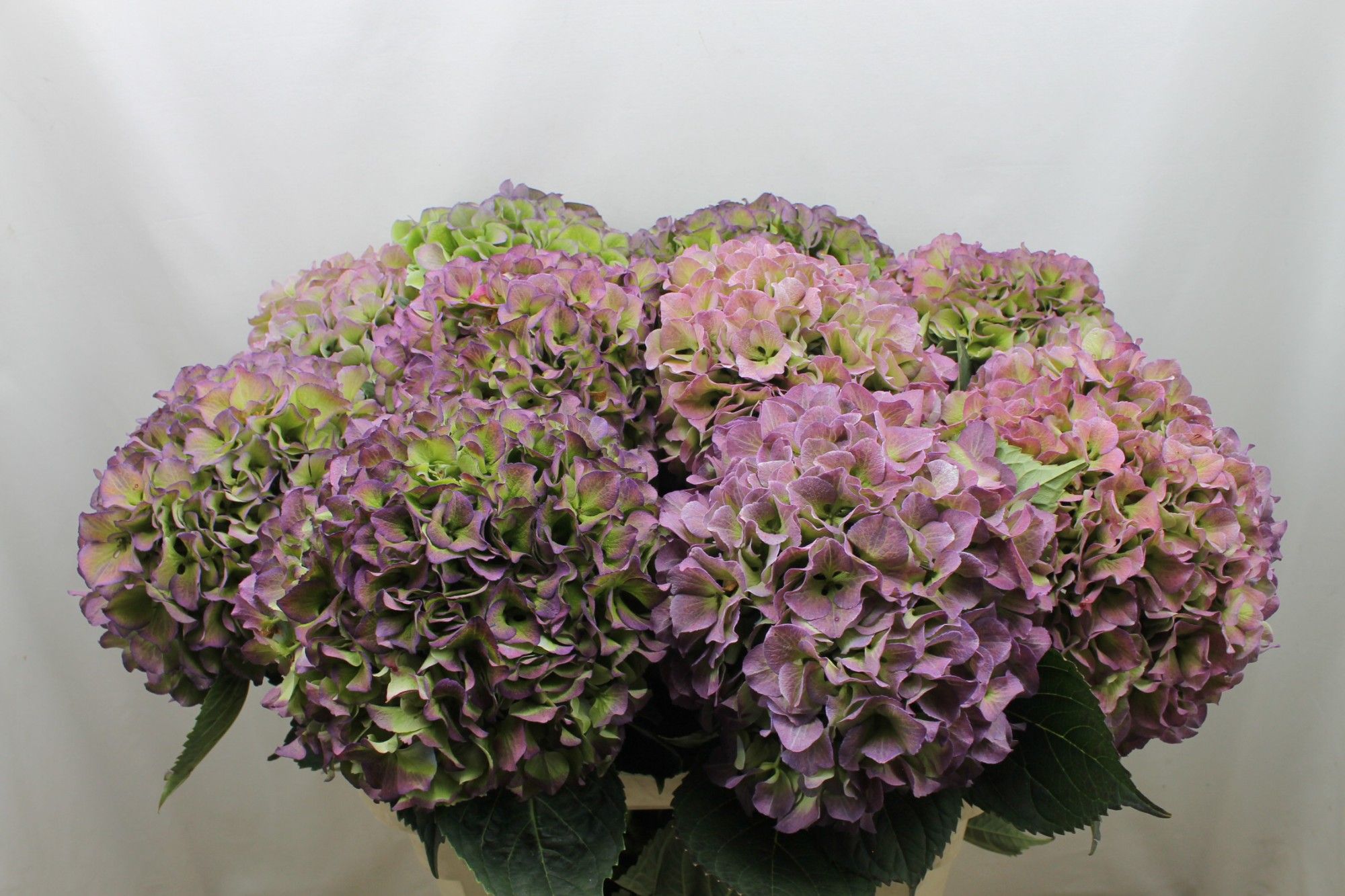 Гортензия Роял Бенефит Классик 80, шт.