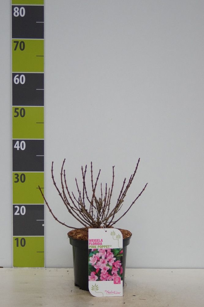 Weigela florida 'Pink Poppet' (S) C 3, D 19