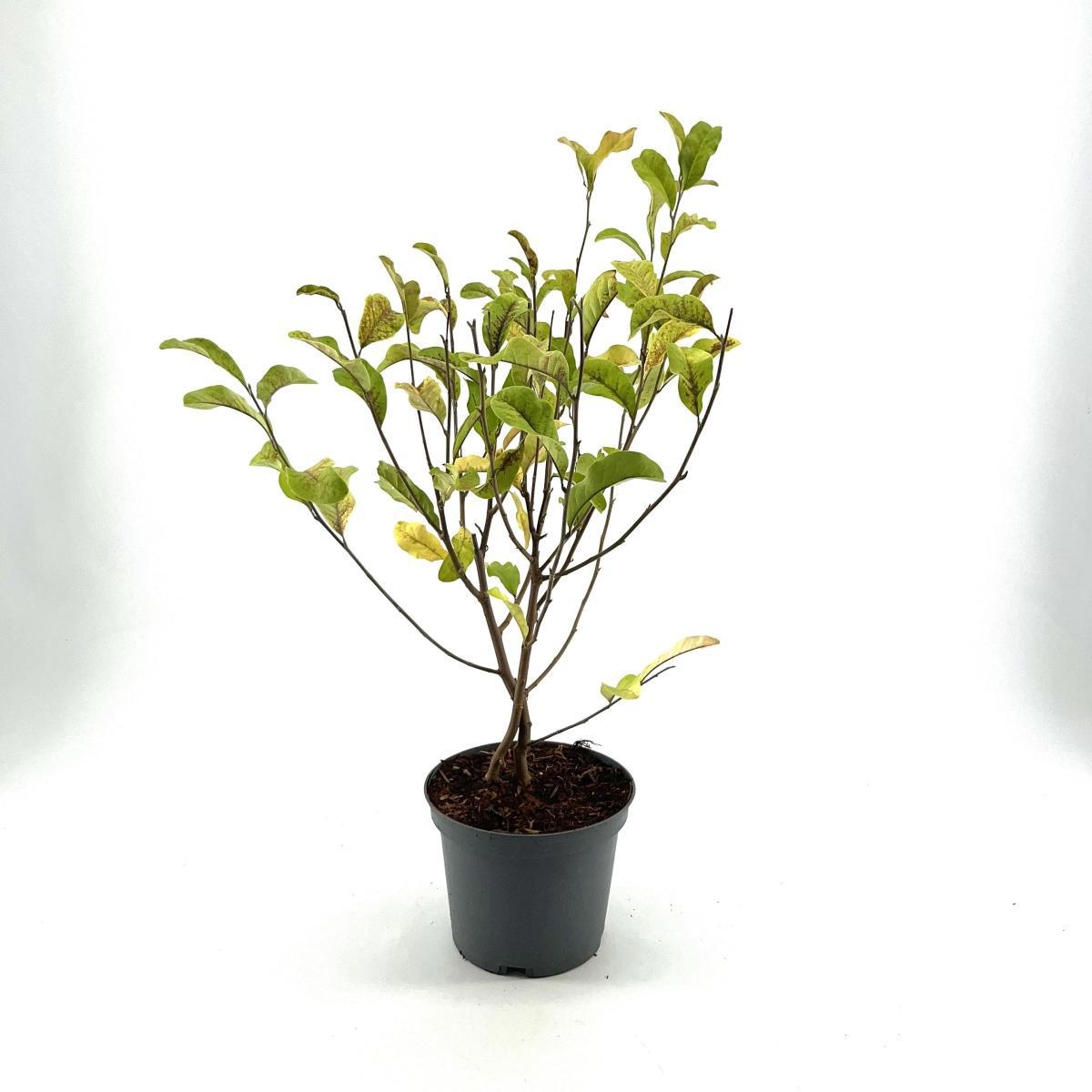 Magnolia st. 'Rosea', D 23