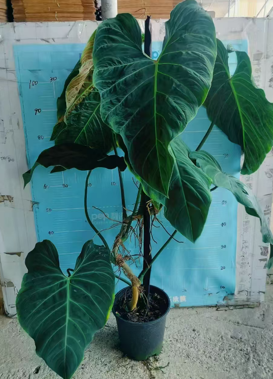 Флуорескент Филодендрон 21 120-140 21 120