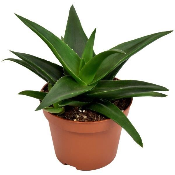 Haworthia West Jogoo, D 10,5 cm