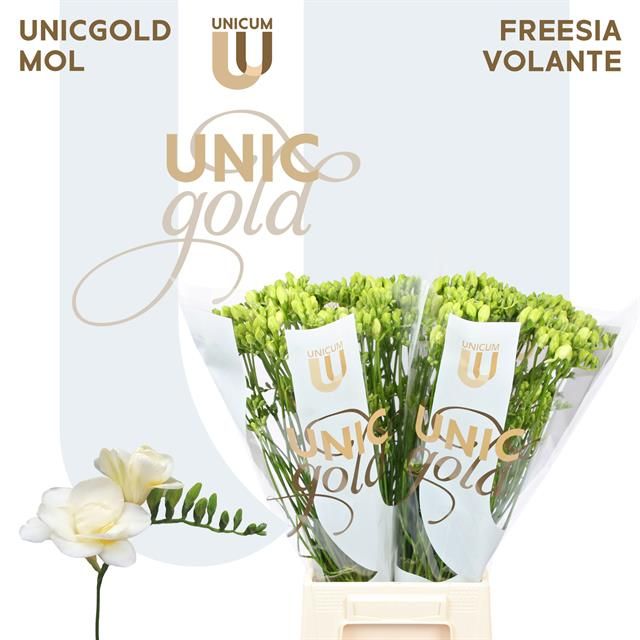 Фрезия дв. Воланте 55 (бел.), шт.