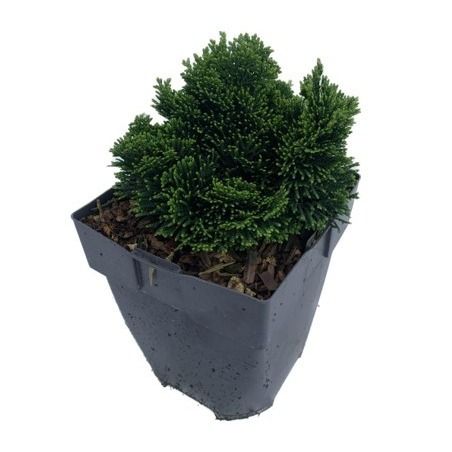 Chamaecyparis obtusa 'Nana Gracilis' P17, D 17
