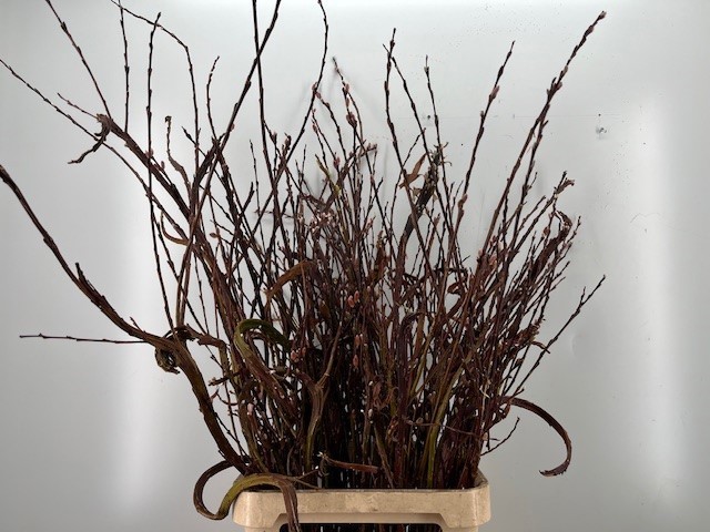 Саликс Секка Бэндвилг 100, шт.