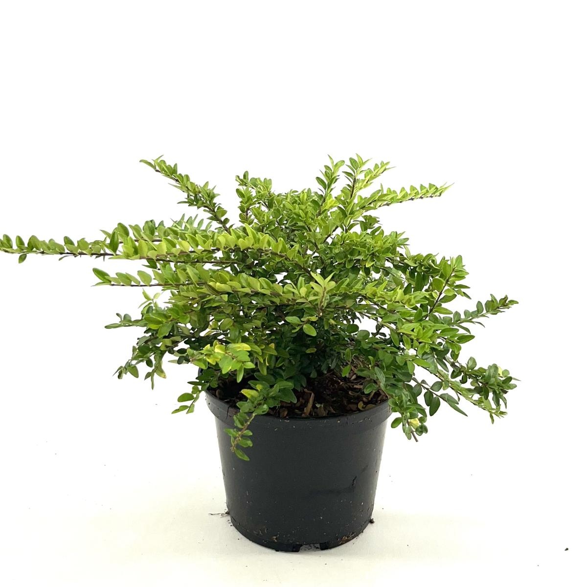 Lonicera nit. 'Maigrün', D 17