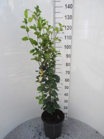 Fagus syl. Dawyck 100-120 P28, D 28