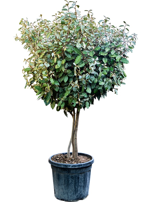 Elaeagnus ebbingei 'Compacta', D 40 cm Elaeagnus ebbingei 'Compacta', D 40 cm