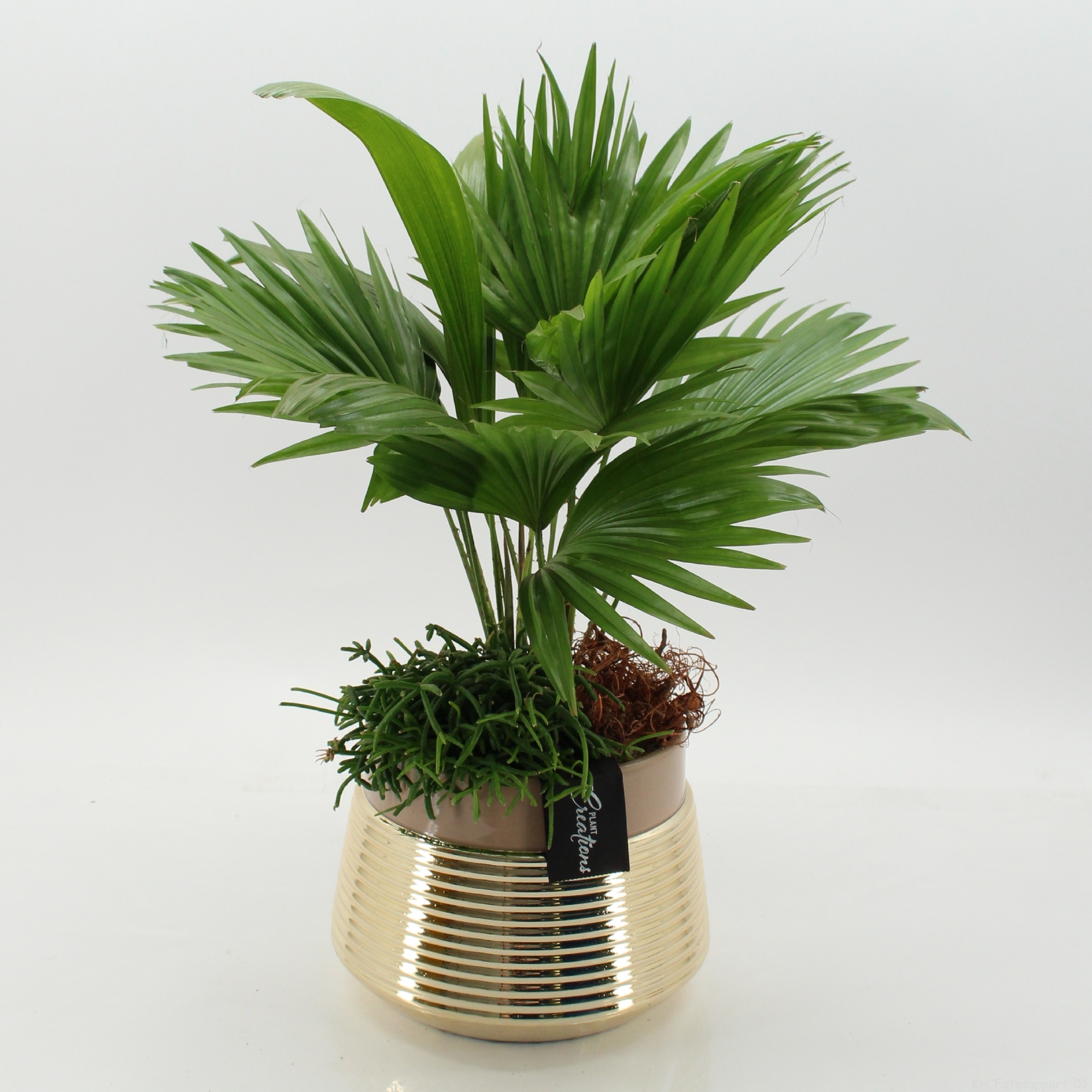 GRCR-2668 Green Essentials, D 20