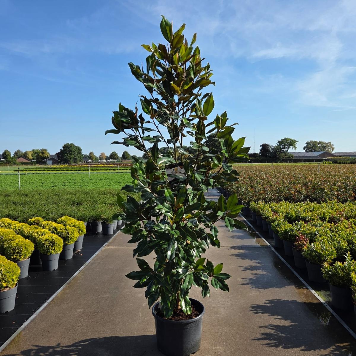 Magnolia grand. 'Kay Parris', D 50