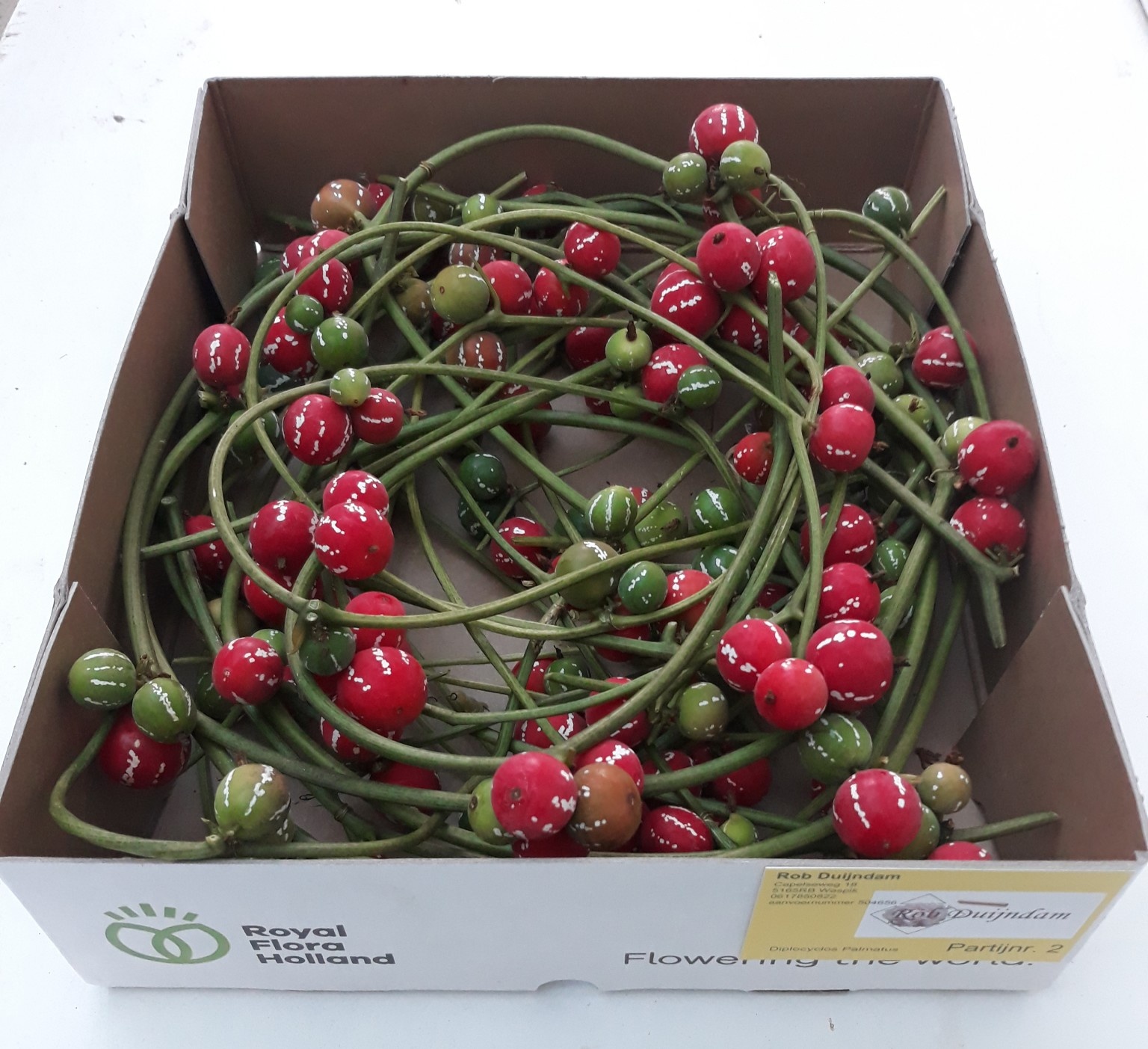 Диплоцилкос Пальматус x1, шт.