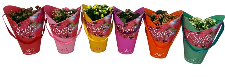 Calandiva 12 cm mix - TiSento Stacy, D 12