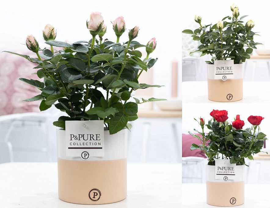 Rosa gemengd in P&PURE Rosy ceramics, D 12