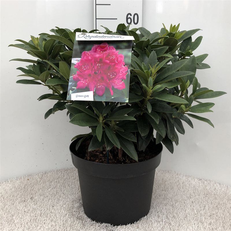Rhodo. 'Anah Kruschke' pink/purple, D 29
