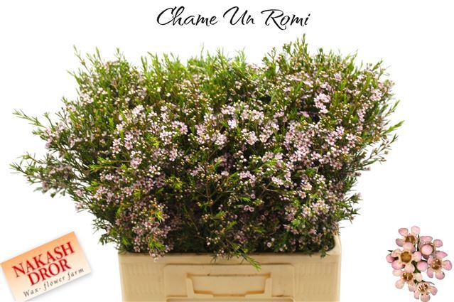 Шамелациум Роми 60 (светло-роз.), шт.