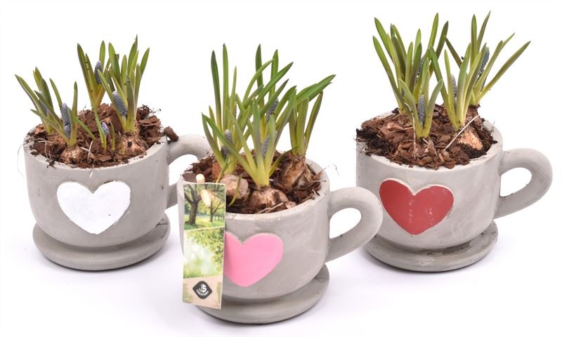 Cement kop/schotel met hart 13cm, D 16