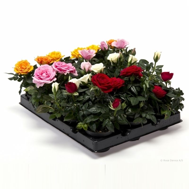 Rosa Kordana mini gemengd 'dikte 2', D 6 cm