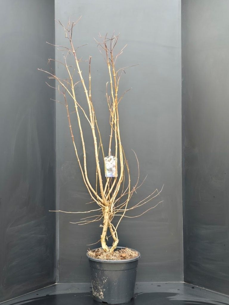 Heptacodium miconioides, D 34