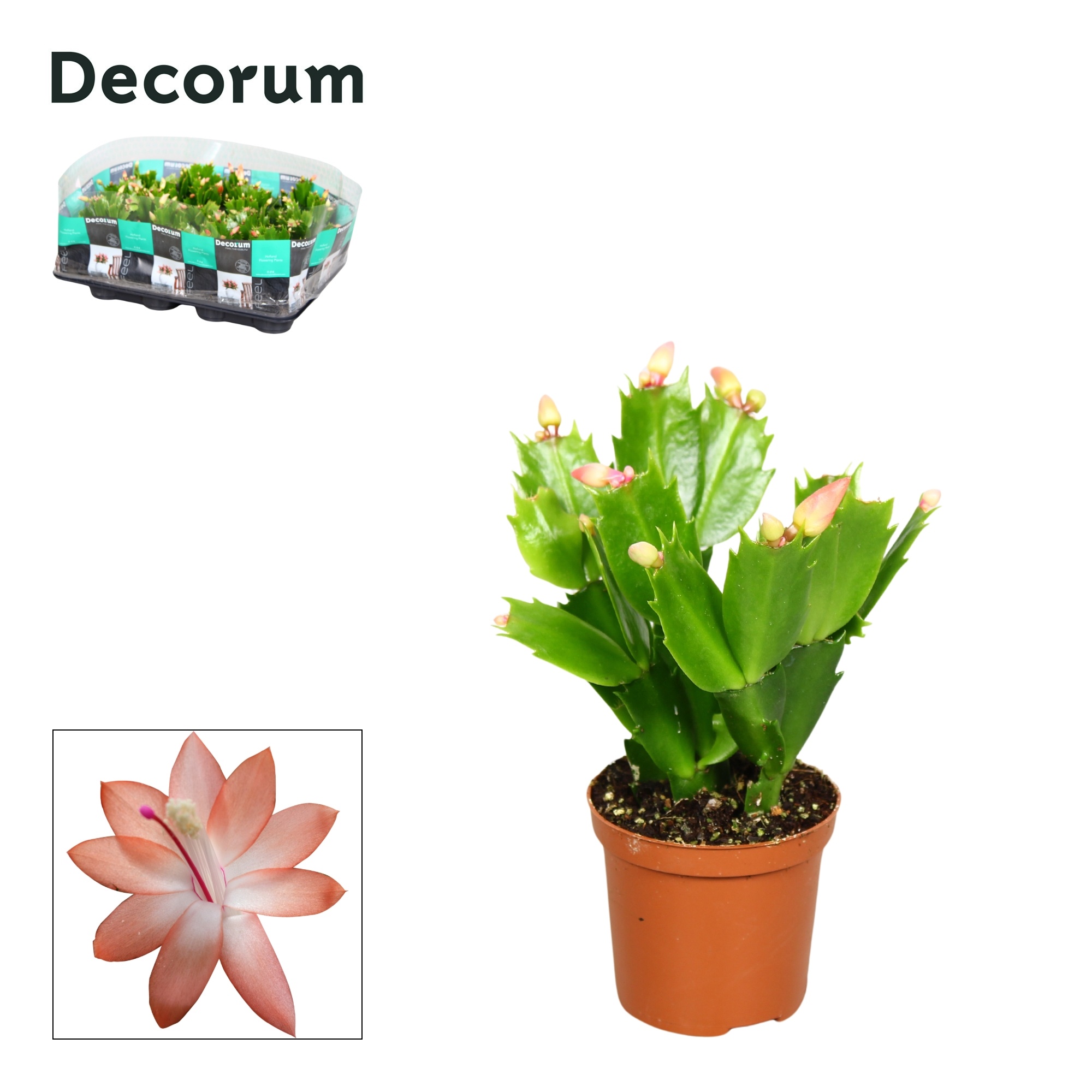 Schlumbergera - 7 cm - Orange (Christa) - Decorum, D 7