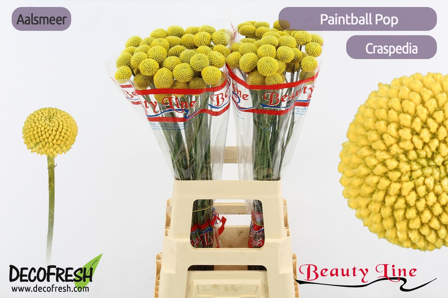 Краспедия Пейнтбол Поп 75 (желт.), шт.