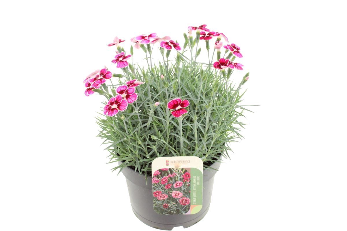 Dianthus Silver Stars Flutterburst, D 17