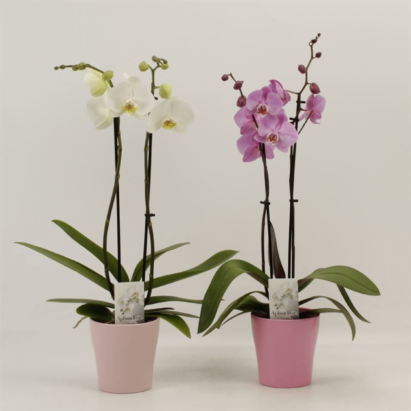 Phalaenopsis gemengd 2 tak roze en wit in Pink Ribbon Pastel keramiek, D 12