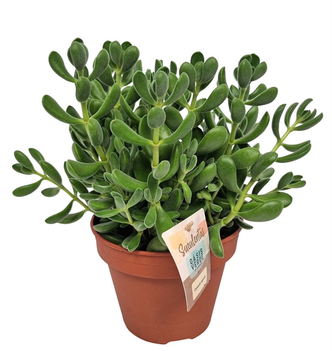 Crassula Rogersii - 1154, D 14 cm