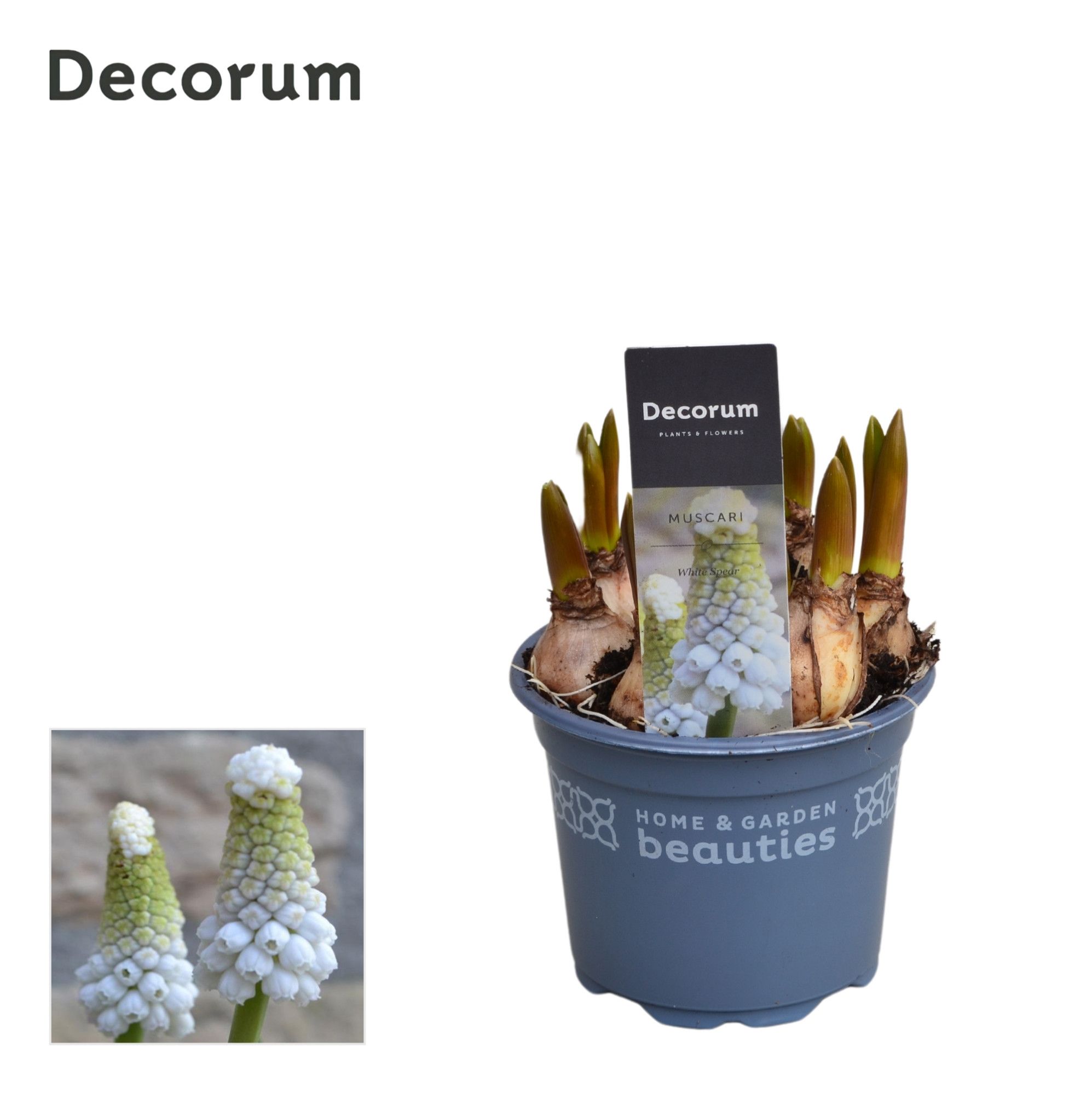 Muscari White Spear, D 9