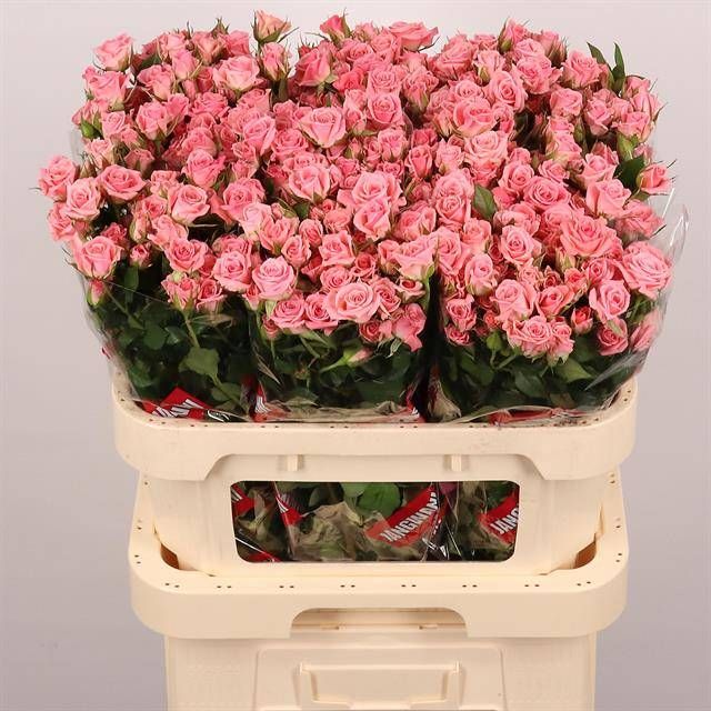 Роза куст. Одилия 80, шт.