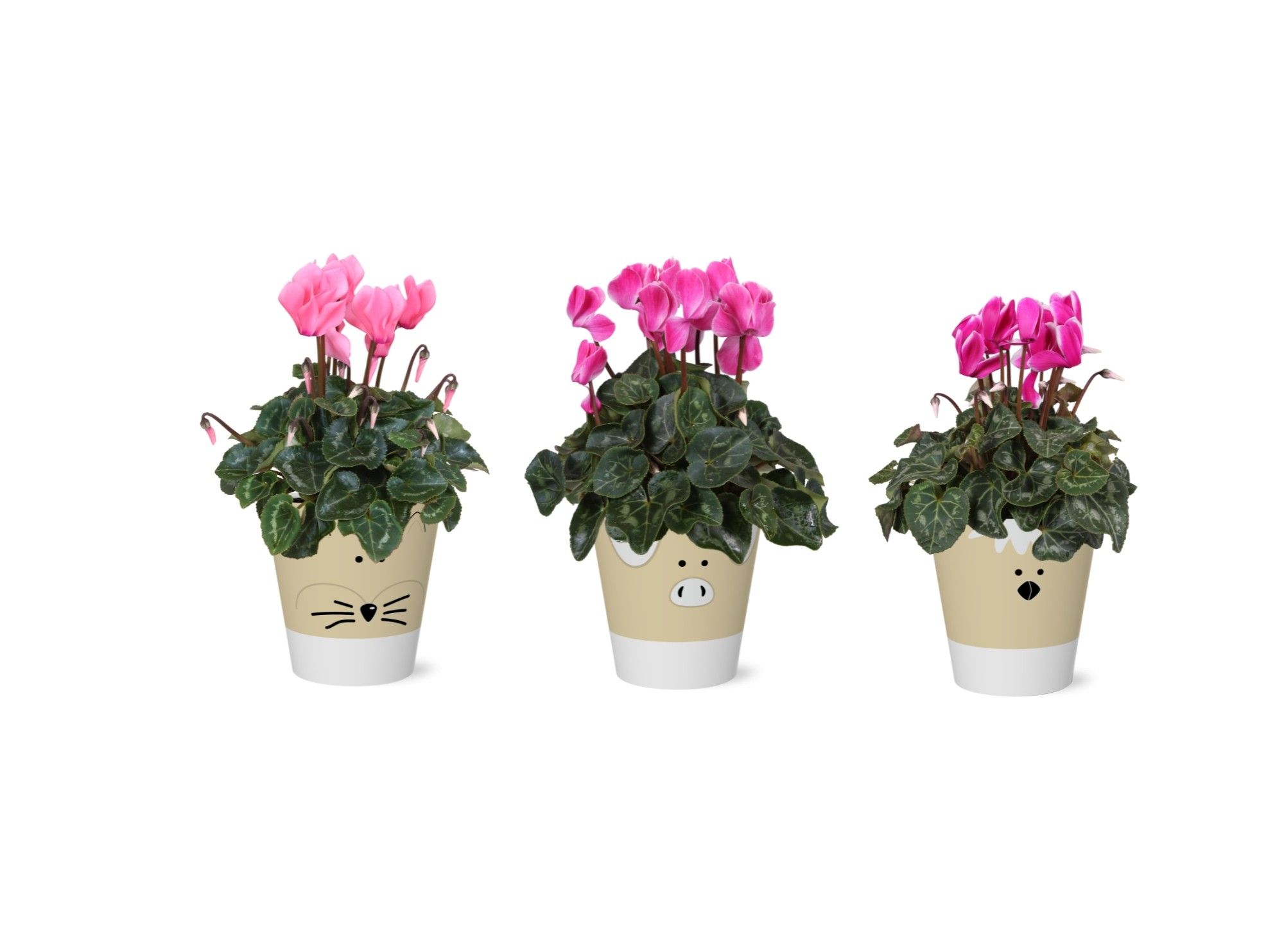 Collectie 'Nature Love' Cyclamen in smartcup Tommy, D 12 cm Collectie 'Nature Love' Cyclamen in smartcup Tommy, D 12 cm