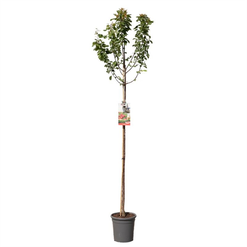 Prunus cerasus Morel hoogstam Zure kers, D 31