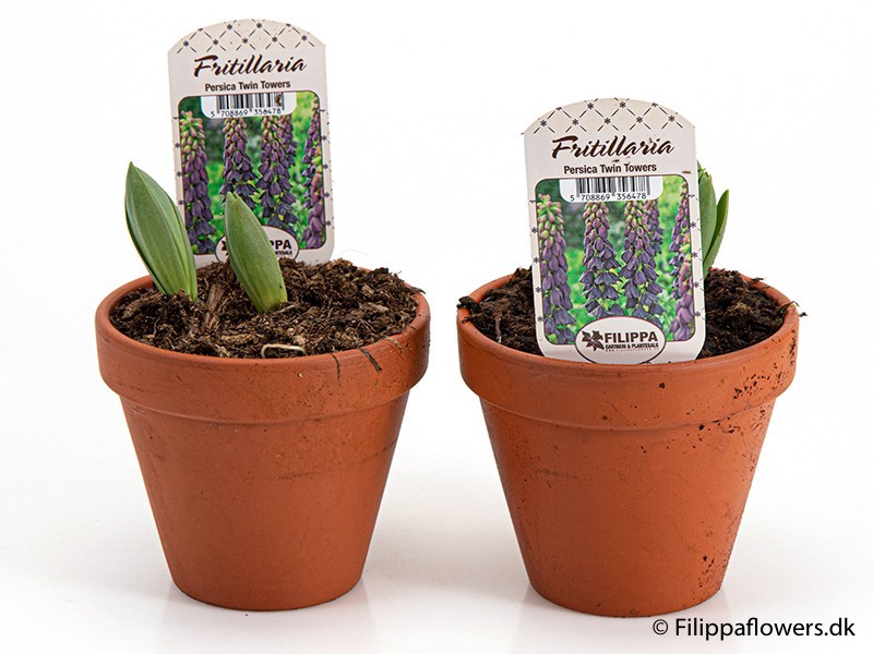 FRITILLARIA PERSICA 'Twin Towers', D 12