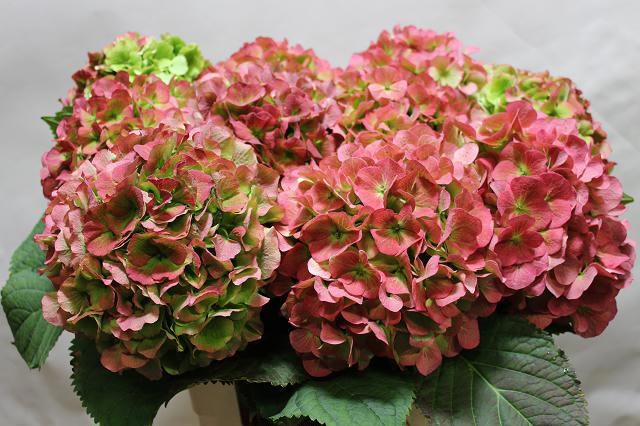 Гортензия Верена Классик 60, шт.