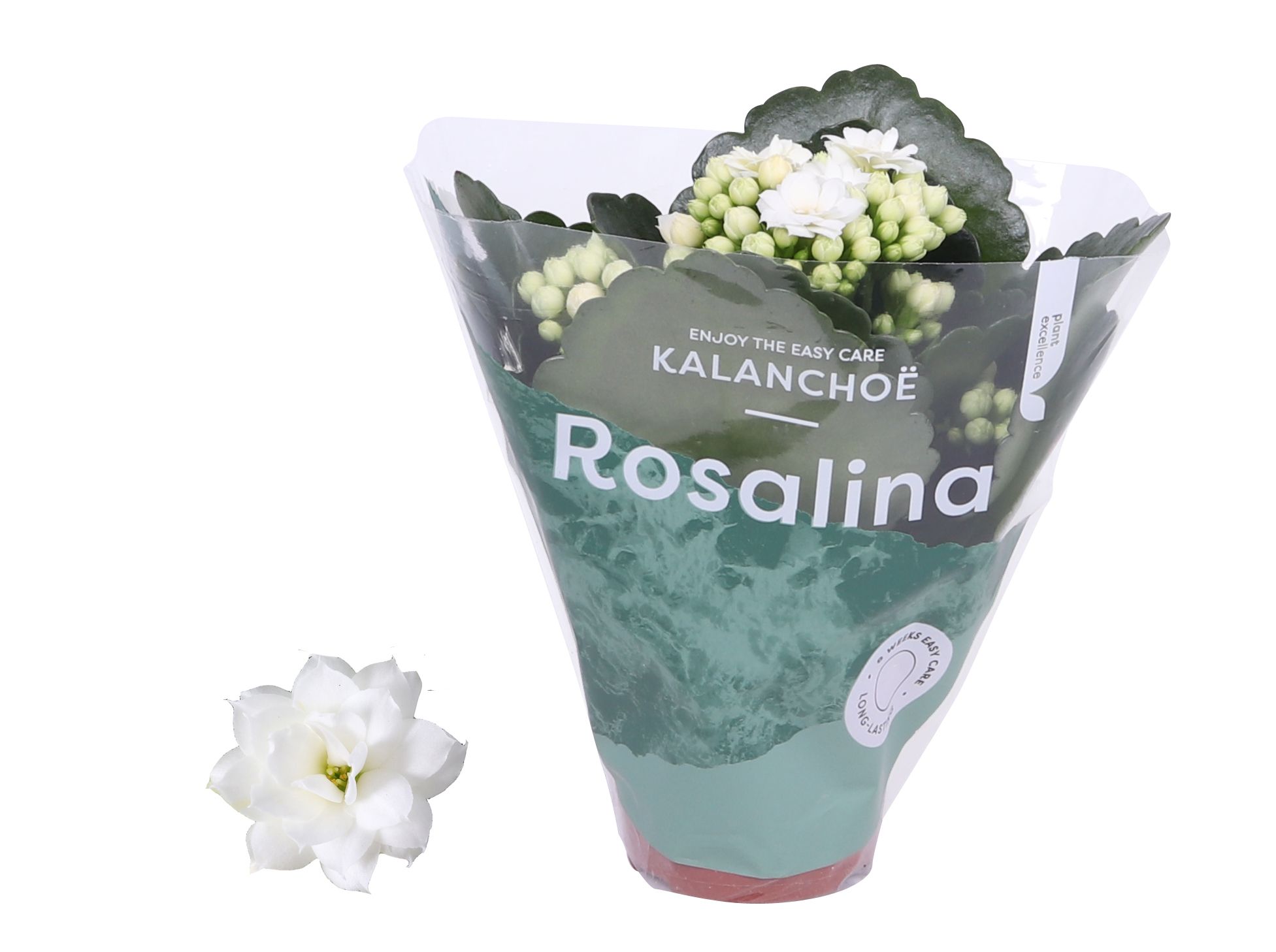 Kalanchoe Rosalina 06cm Don Dione wit, D 6