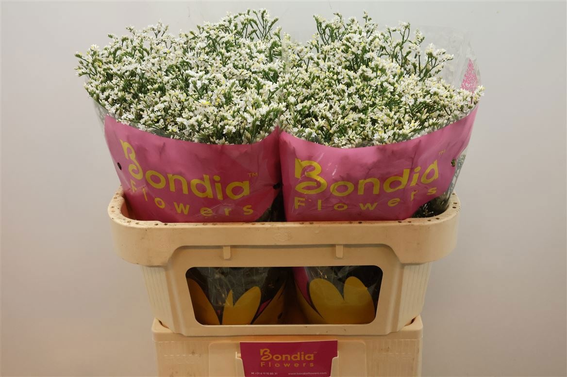 Лимониум Чайна Вайт 70, шт.