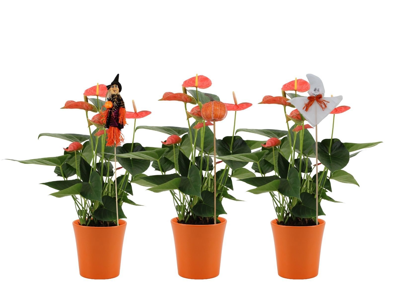 Anthurium 14 cm Prince of Orange in Boston ceramics+Halloween stabber, D 14